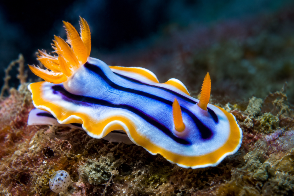 Ocean Slugs
