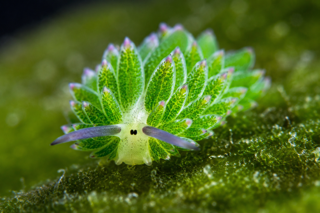Leaf Sheep Sea Slugs