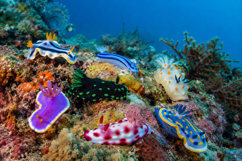 Sea Slug Species