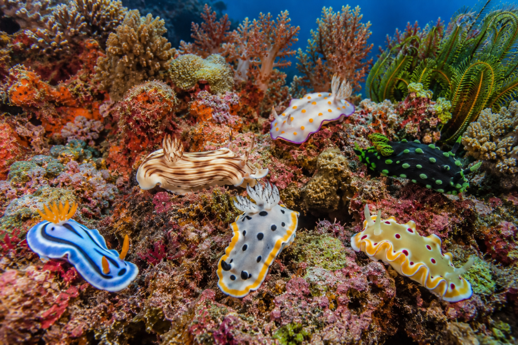 Sea slug species