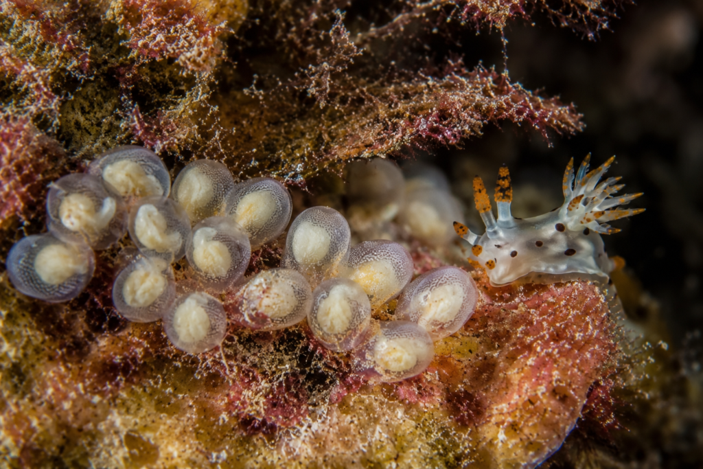Sea Slug Species