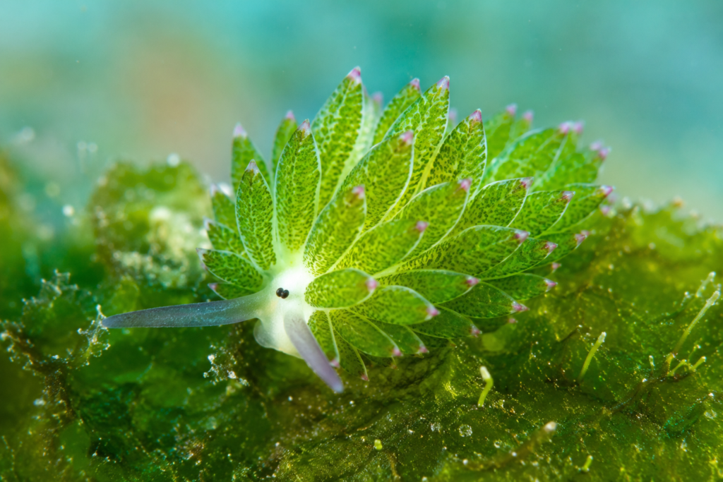 Leaf Sheep Habitats