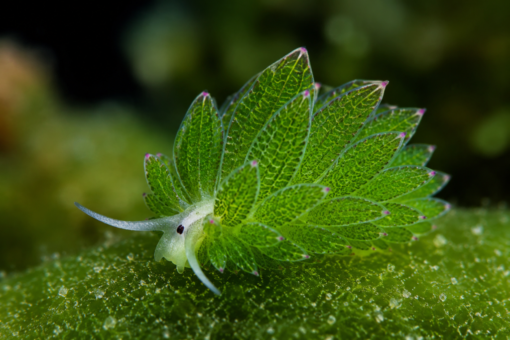 Leaf Slug